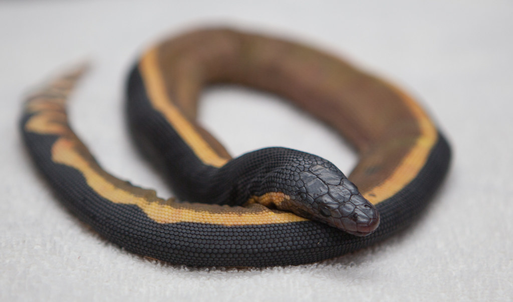 180110-yellow-bellied-snake-0711
