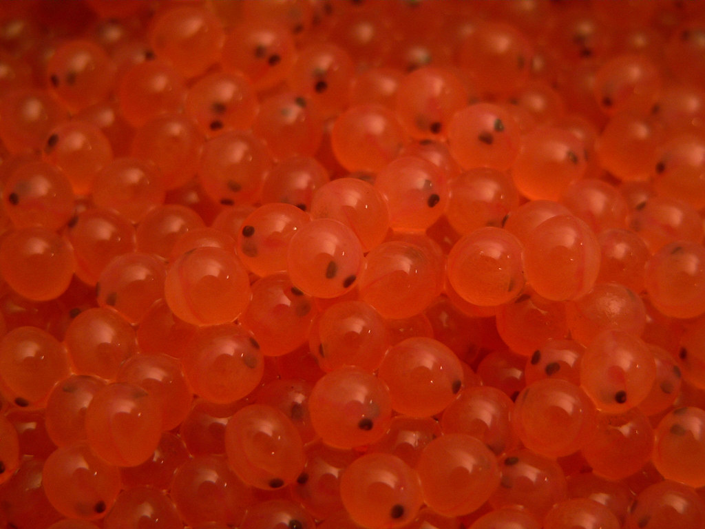 fis01574, Endangered Redfish Lake sockeye salmon eggs. Eyed…