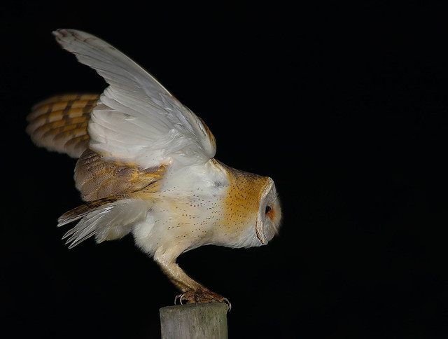 Coruja-das-torres / Lechuza común / Barn Owl
