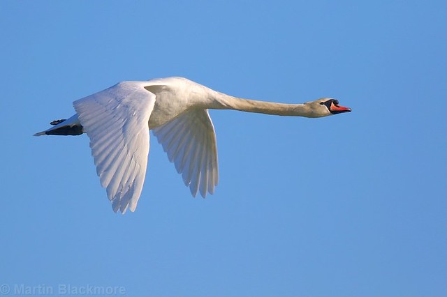 Mute Swan in flight 97442