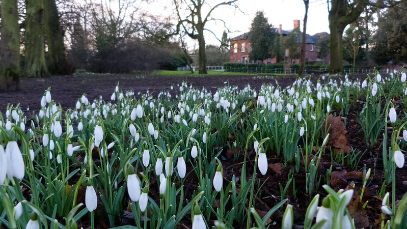 Snowdrops, Bantock Park, sunrise