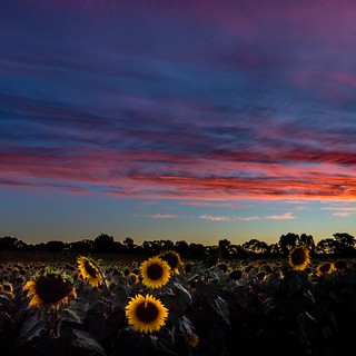 Sunflowers Sunset-23