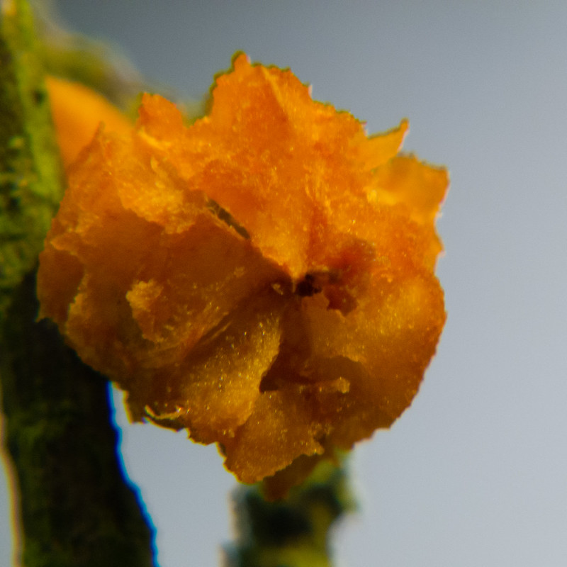 Crab-apple in winter, remains