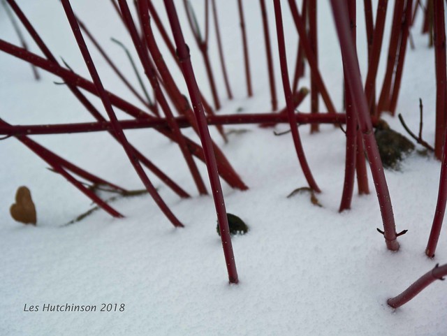 2018 03 02 - dogwood in snow