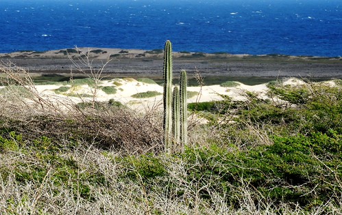 Cactus and Sand Dunes in Aruba | by Joseph Hollick