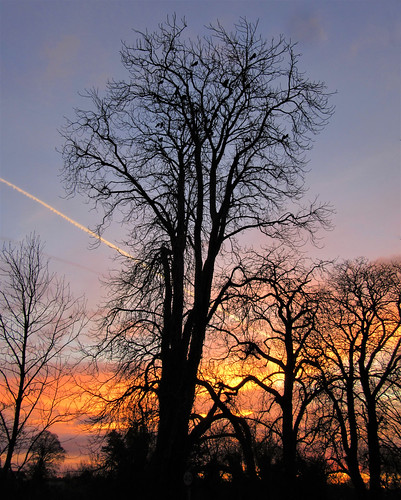 leicestershire countryside trees sunrise melton winter rook bird