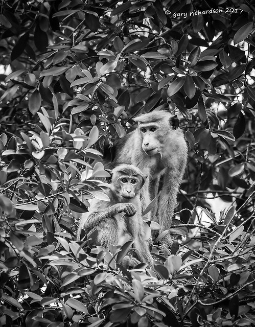 toque macaque - sri lanka