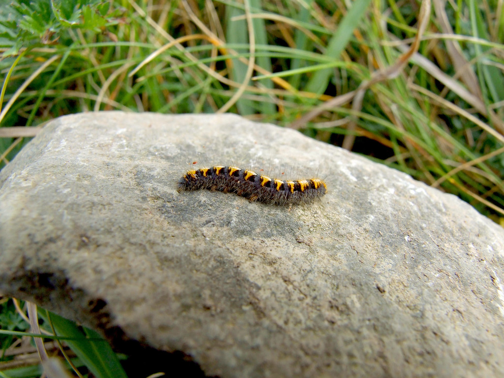 Oak Eggar moth, young caterpillar