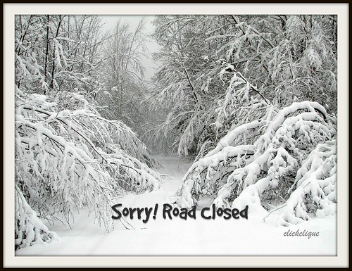 trees snow storm road dirtroad winter beauty beautiful bent sagging snowcovered scenic white grey anaturecanvas