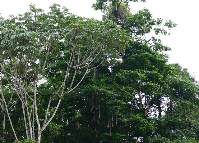 Pumpwood (Cecropia sciadophylla) and Bootlace Tree (Eperua falcata), two of the most common tree species in French Guyana ...