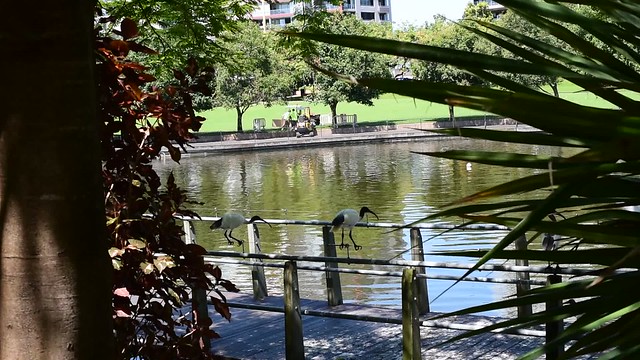 BRISBANE 2018 - LOVE BIRDS ON A WIRE vday vid . Roma Street Parkland   (#74 in series) - Brisbane AU 14Feb2018