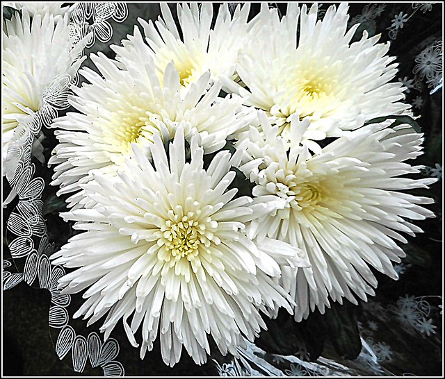 Chrysanthemum Flower,