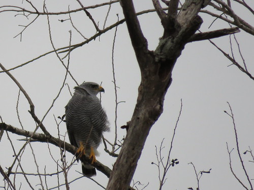Gray Hawk | by P_Buckley