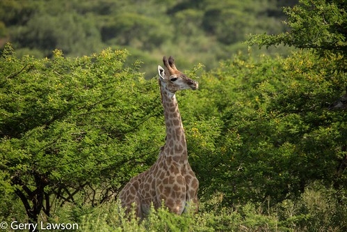 tala game reserve giraffe camperdown kwazulunatal southafrica