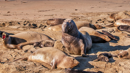 Elephant Live Map Elephant Seals, Cambria, California 2278 .jpg | Elephant Sea… | Flickr