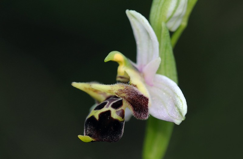 20170413-064F | Monte-Gargano-Ragwurz (Ophrys oestrifera subsp. montis-garganis) bei Vieste. Apulien, 13.04.2017