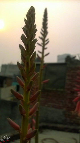 newdelhi haryana india aloe flower evening sunset