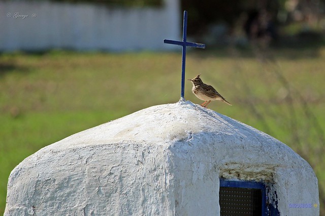 Bird resting on the roof of a chapel