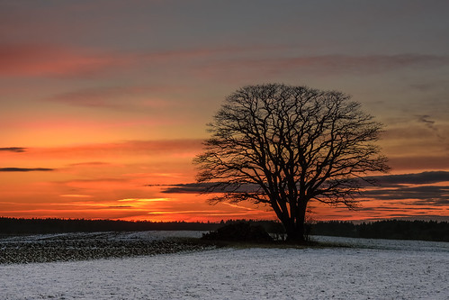 sunset oberpframmern bavaria bayern baum tree sonnenuntergang silhouette snow winter winterbeauty nikond7200