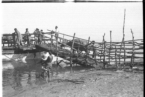 35mm negative taken by Oskar Speck depicting a water buffalo being loaded onto a boat