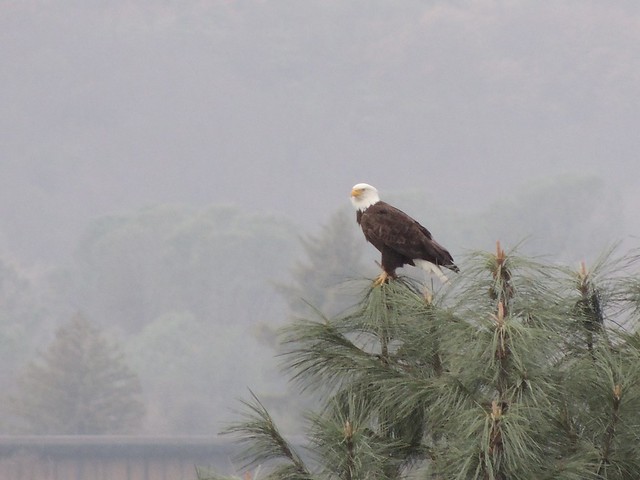 California Bald Eagles