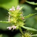 Flickr photo 'Common Hemp-nettle - Galeopsis tetrahit' by: gailhampshire.