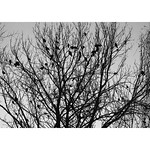 14. Crows