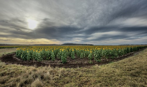 aubigny pittsworth canon eos eos5dmkiv sunflower sunflowers australia darlingdowns southqueensland