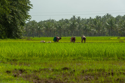pawashi maharashtra india in kokan kokanfarms kokanfields kudal ricefieldskokan