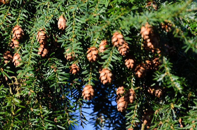 Cones, conifer, West Park