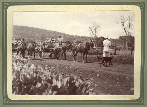 horses dogs carts pricklypear state library queensland toowoomba cart horse drought