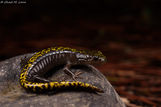 Southern Long-toed Salamander  (Ambystoma macrodactylum sigillatum)