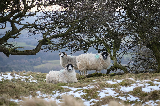 Sheep on Longstone Moor