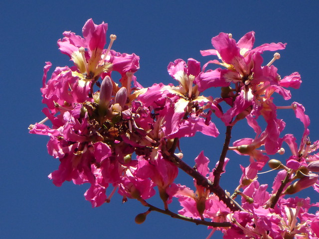 Florettseidenbaum (Ceiba speciosa); Monchique, Algarve (53)