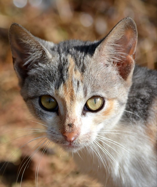 .LITTLE KITTEN, A STRAY OF COURSE .  LOVELY EYES,  TRIMMED WITH EYELINER.    STRAYS SPOIL MY TRAVELLING.      GOREE ISLAND,   SENEGAL,  AFRICA