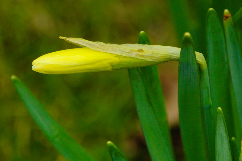 First daffodil, Compton