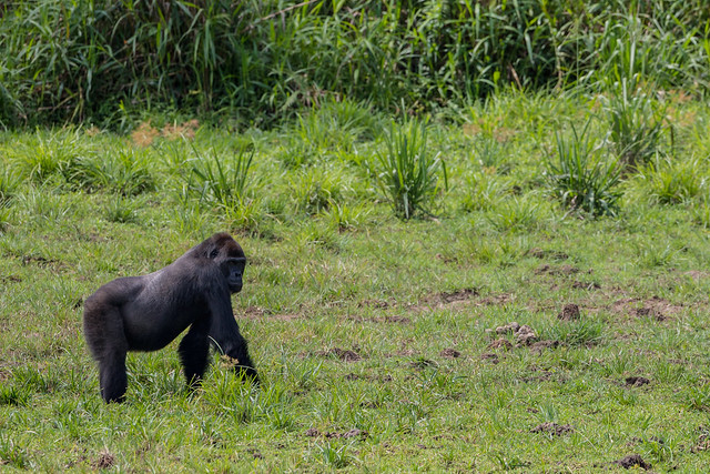 Western lowland gorilla, Lobéké National Park, Cameroon