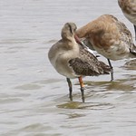 OY at RSPB Old Hall Marshes - Jerry Lanfear