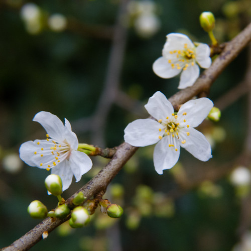 Prunus, flowering