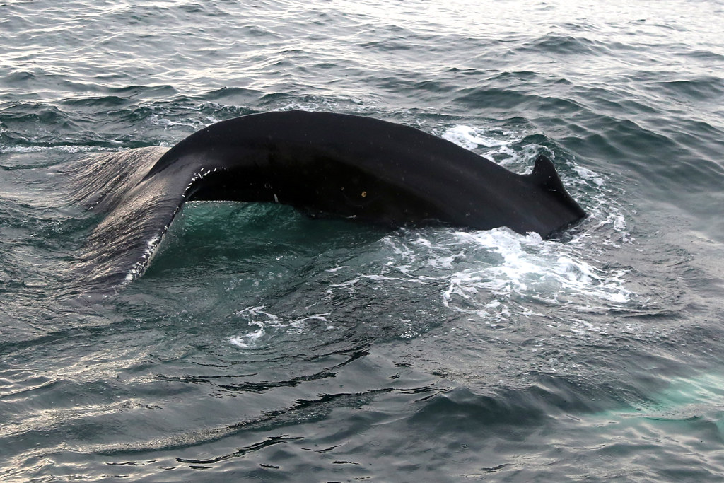 Baleine dans la mer du Groenland