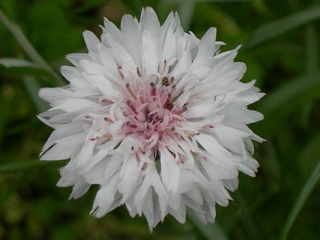 Pink and White Cornflower