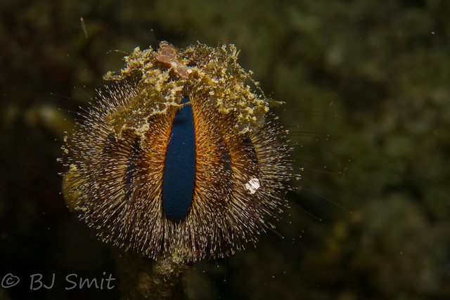 an evil eye ...  or a sea urchin   - Explored