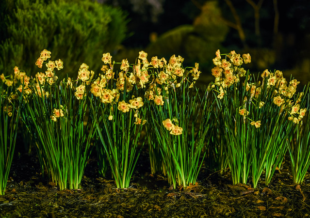 the season's first daffodils