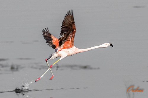 _DSC8294-Despegando | Flamenco Phoenicopterus chilensis | Osvaldo Diaz ...