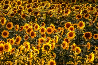 Sunflowers Sunset-12