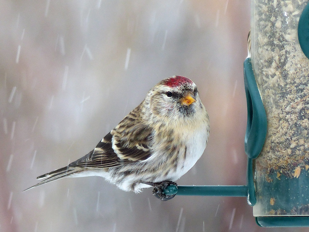Common Redpoll in falling snow