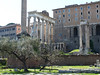 Forum Romanum, foto: Petr Nejedlý