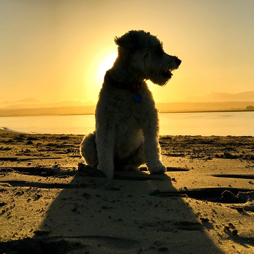 tahunanui nz sunset beach silhouette dog
