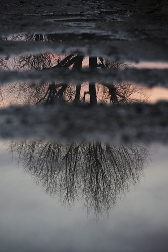 tree trees puddle reflections reflection sunset path winter lombardia italia italy world water