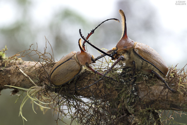 Rhinoceros beetles (Golofa sp.)